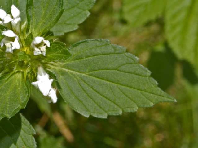 Piccoli fiori bianchi - Galeopsis cfr. tetrahit